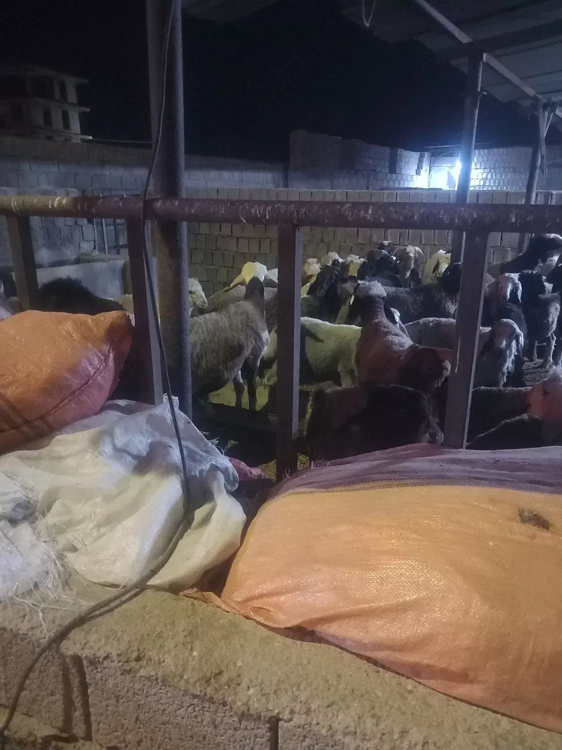 فروش بره|حیوانات مزرعه|وحدتیه, |دیوار