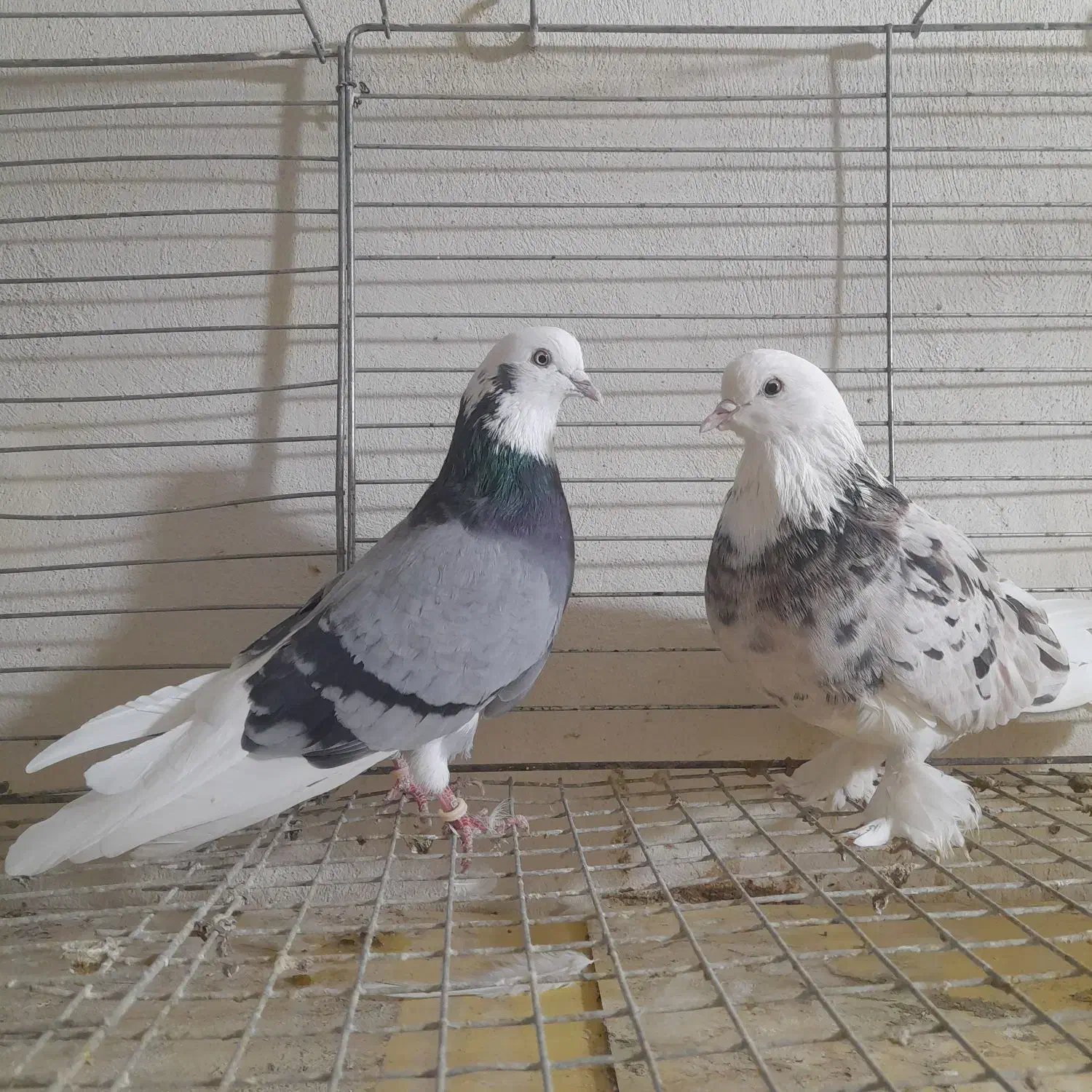 کفتر شازده وبادکنکی|پرنده|یزد, |دیوار