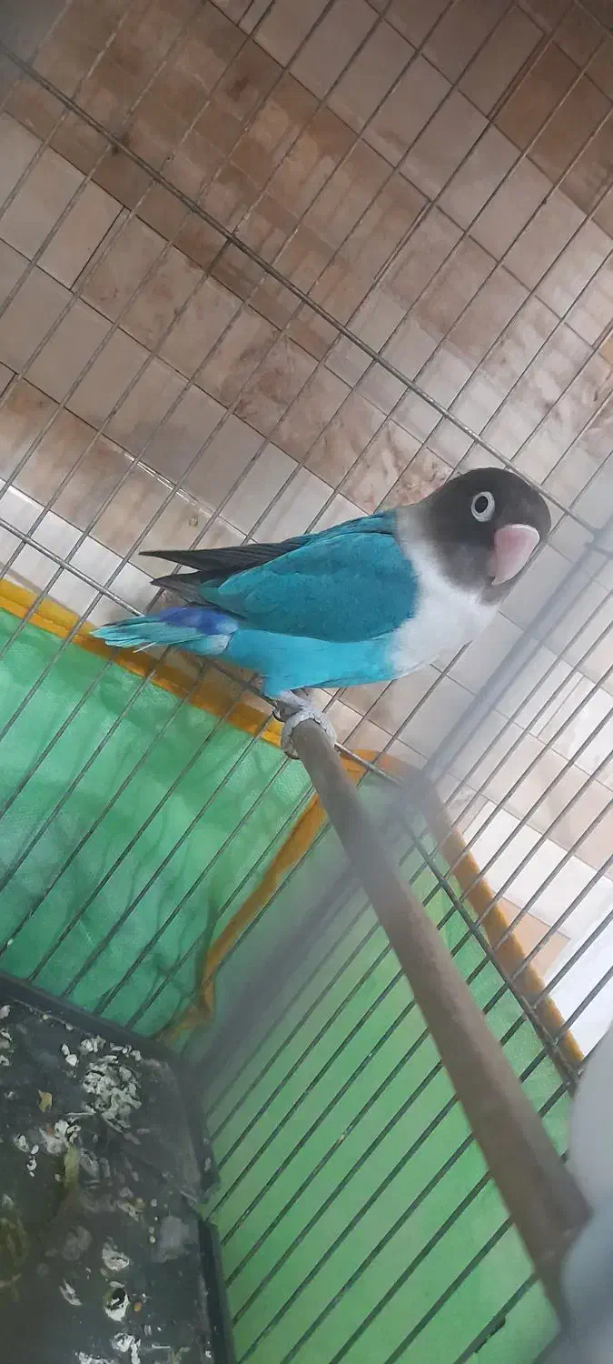 طوطی برزیلی ماده|پرنده|گلستان (تهران), |دیوار