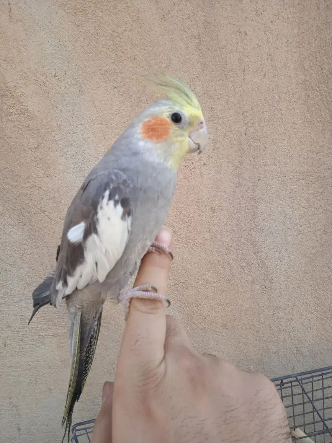 عروس سینامون دستی|پرنده|نسیم‌شهر, |دیوار