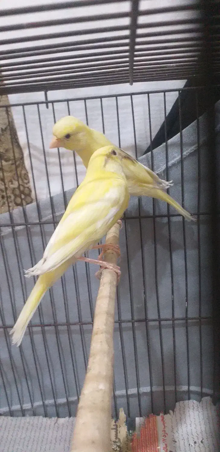 قناری سالم سلامت|پرنده|ری, فیروزآبادی|دیوار