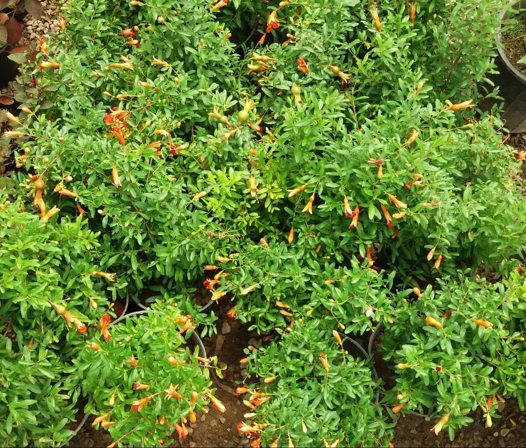 انواع گل و گیاه|گل و گیاه طبیعی|قم, چهل اختران|دیوار