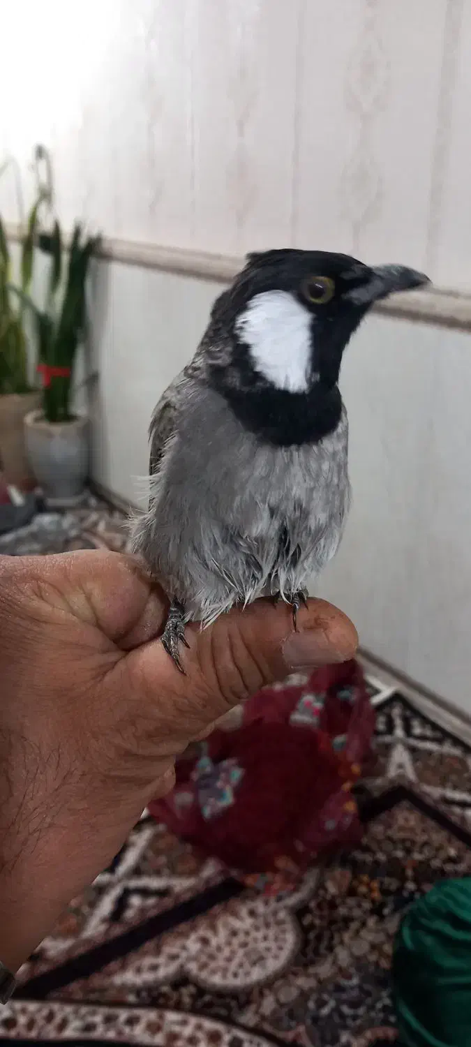 سهره اهوازی نر شاه تخم|پرنده|محمدشهر, علی آباد گونه|دیوار