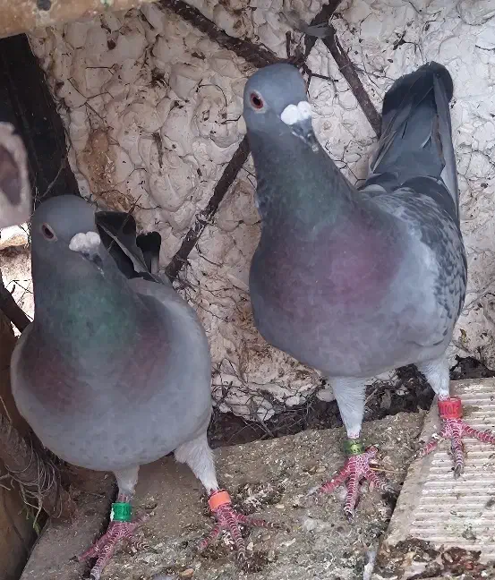 کبوتر پلاکی ورنگی|پرنده|کرمان, |دیوار