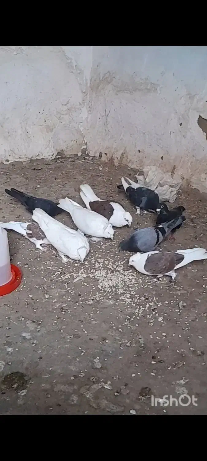 ۱۰ عدد کبوتر خوشگل|پرنده|کالپوش, |دیوار