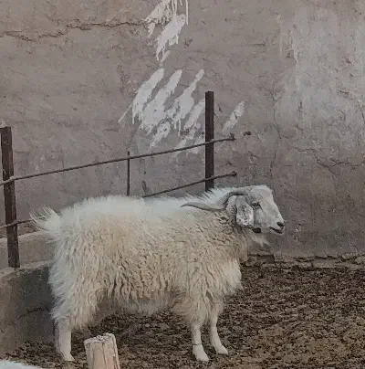 بره و کهره چپش|حیوانات مزرعه|کرمان, |دیوار