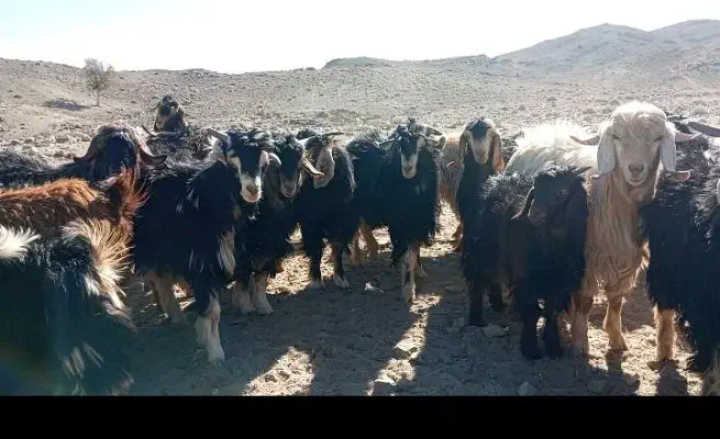 50عدد بزغاله فروشی|حیوانات مزرعه|تفتان, |دیوار