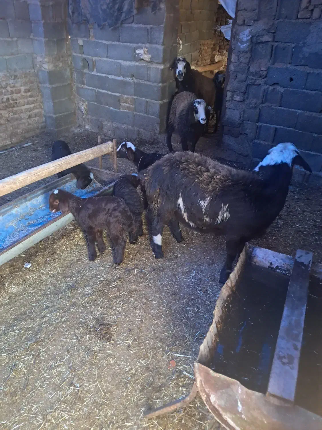 میش بره|حیوانات مزرعه|هشتگرد, خور|دیوار