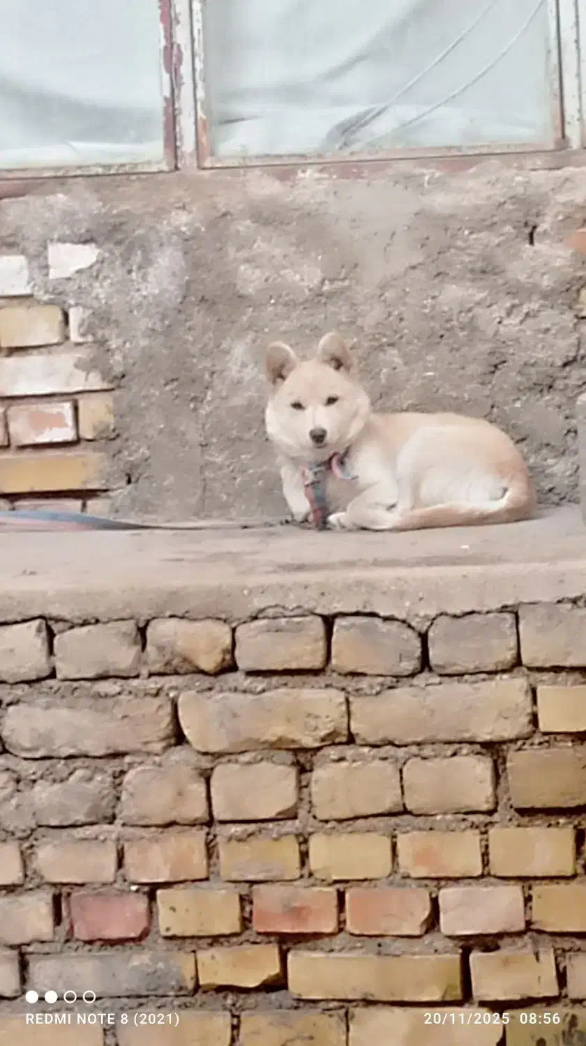 نژاد اشپیتز|سگ|بجنورد, |دیوار