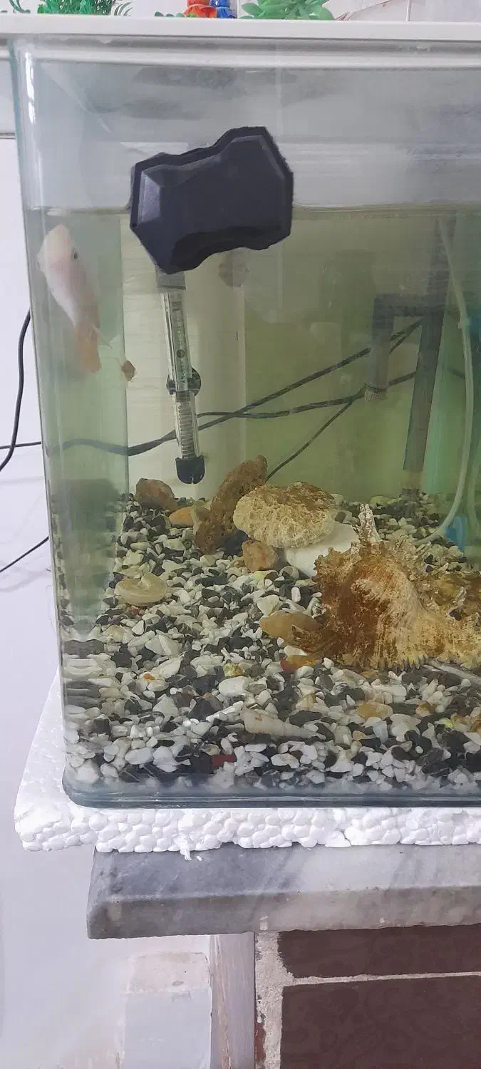 آکواریوم شیشه خم|ماهی|کرمانشاه, |دیوار