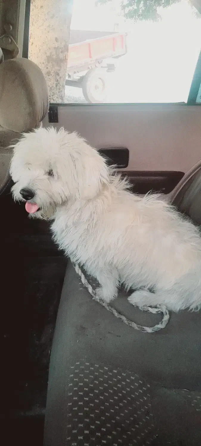 «سگ خانگی پشمالو سفیدبسیار باهوش ومهربون»|سگ|فاریاب, |دیوار