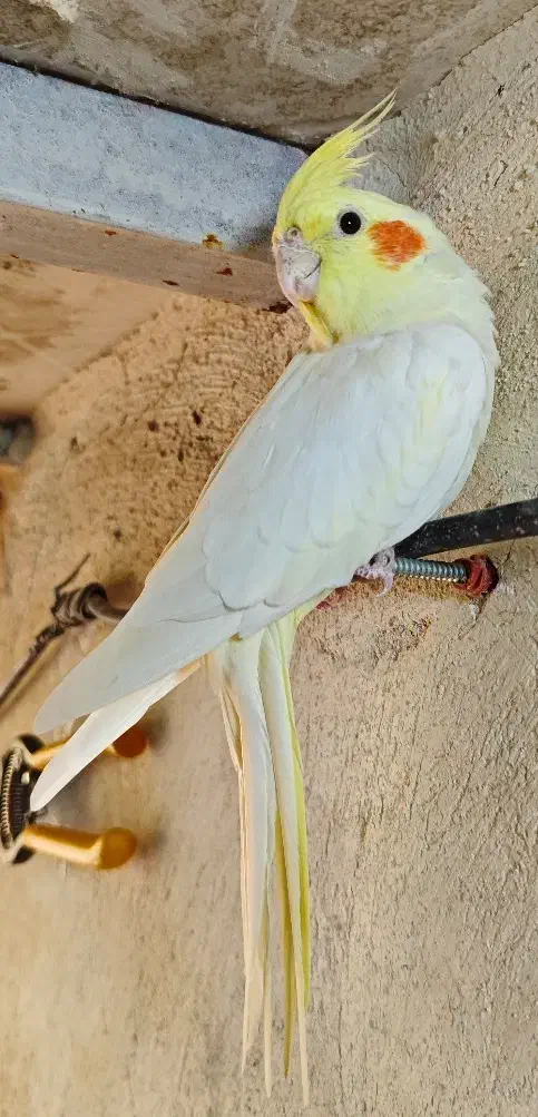 عروس هلندی لوتینو|پرنده|صدرا-فارس, باغشهر گلبهار صدرا|دیوار