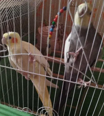 یک جفت طوطی عروس بالغ|پرنده|محمدیه-قزوین, |دیوار