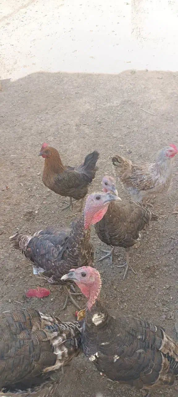 بوقلمون|حیوانات مزرعه|ساوه, |دیوار