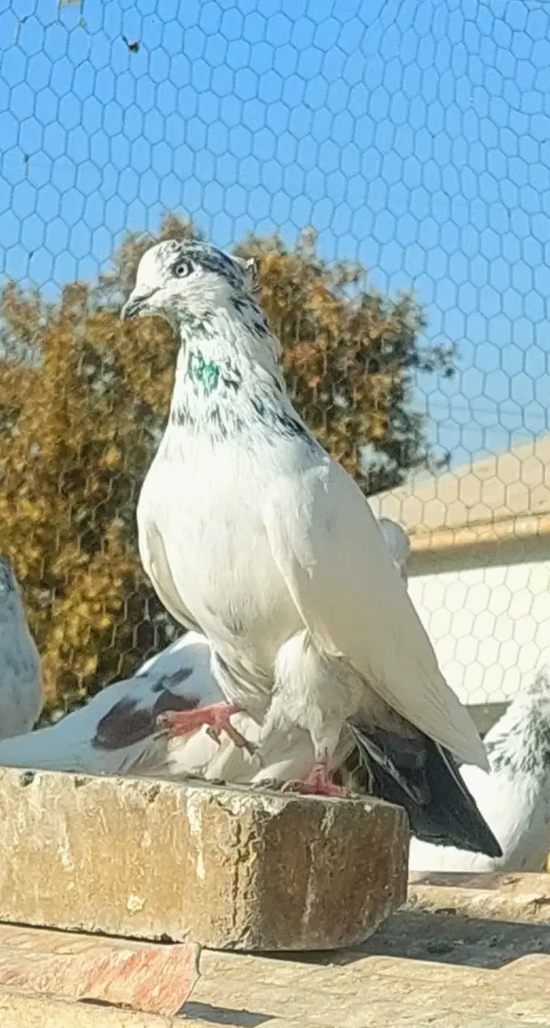 کفتر آس|پرنده|کرج, فاز ۲ مهرشهر|دیوار