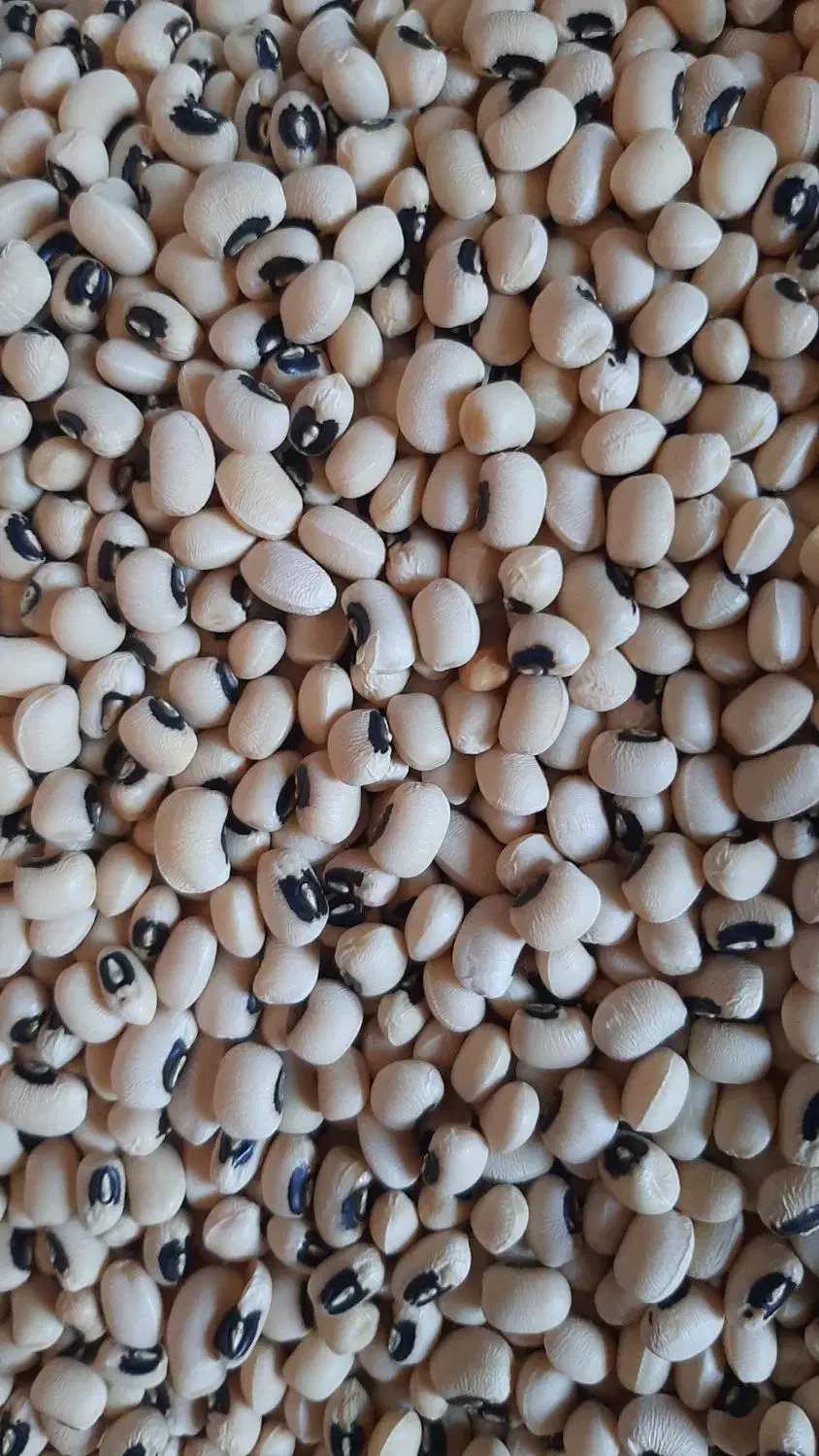 لوبیا چیتی و چشم بلبلی  و عدس|خوردنی و آشامیدنی|خوی, |دیوار