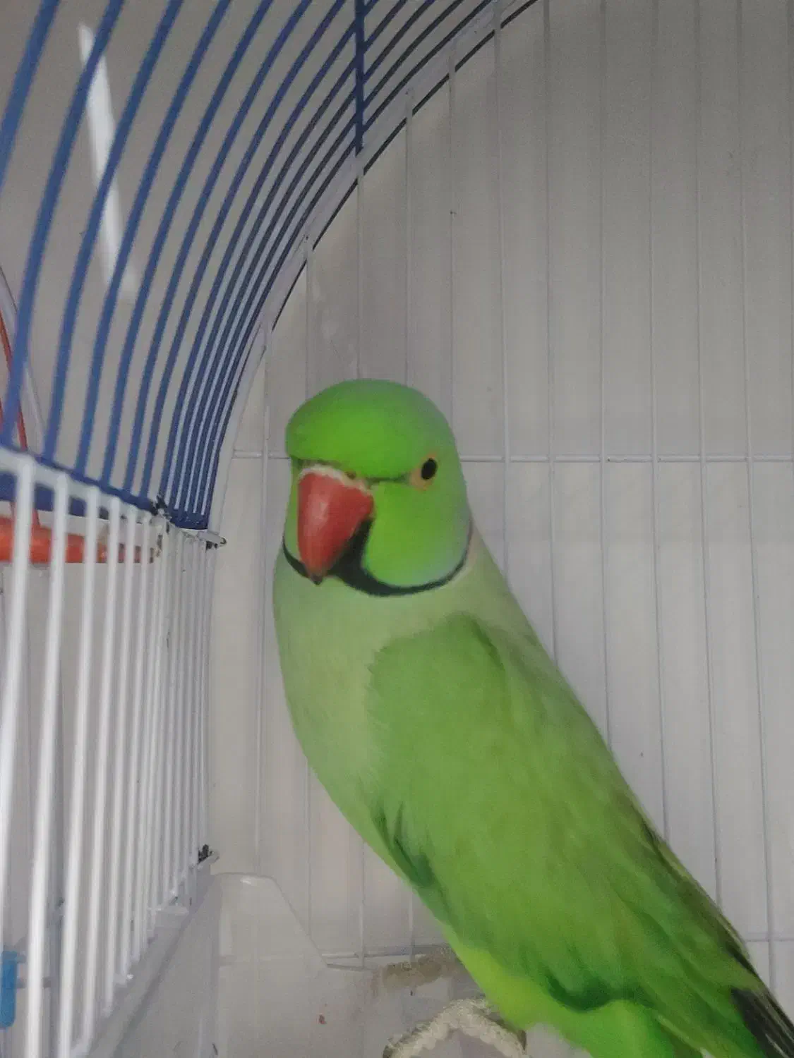 یک جفت طوطی ملنگو نرو ماده|پرنده|بندر گز, |دیوار