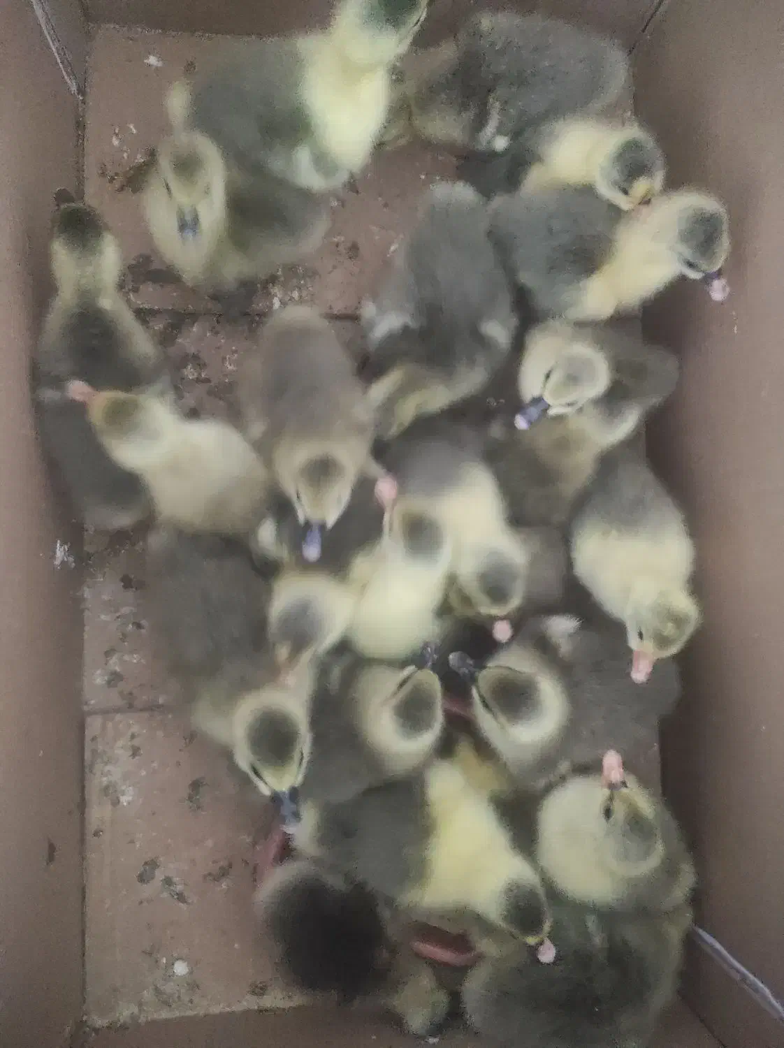 غاز کته|پرنده|خوش‌رودپی, |دیوار