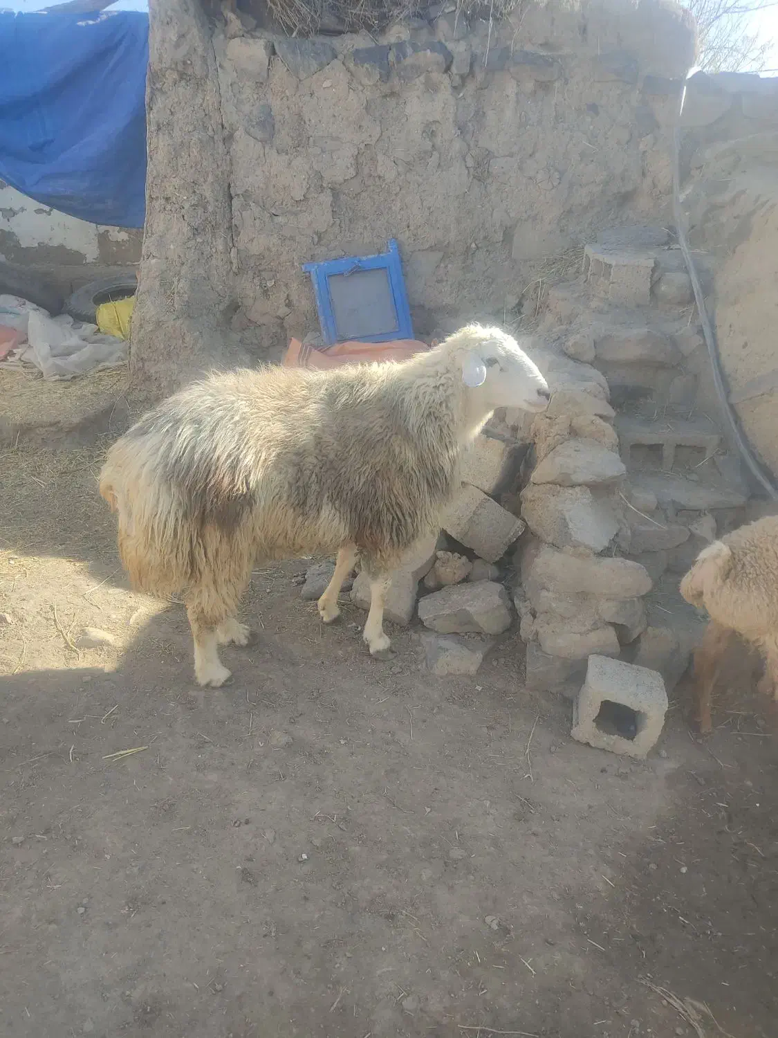 ارشق|حیوانات مزرعه|ارشق, |دیوار