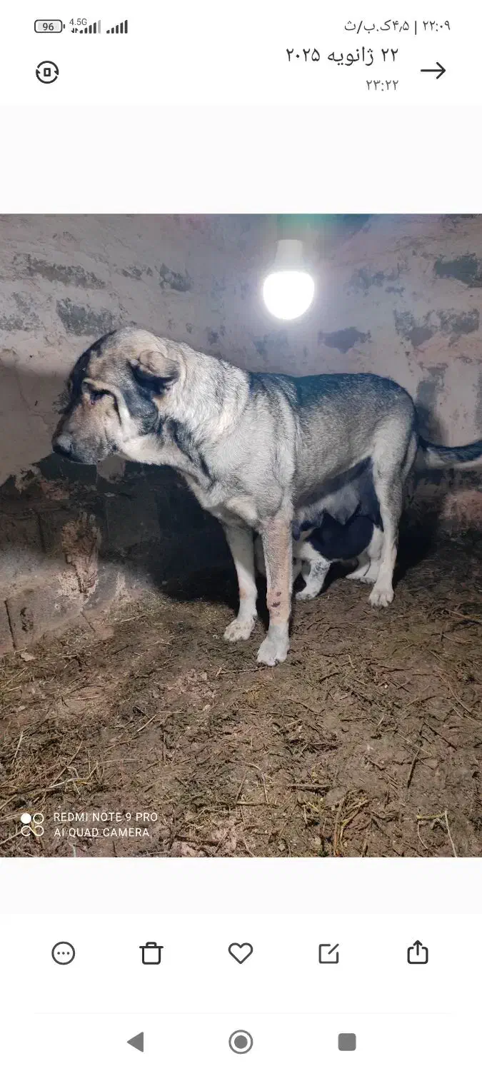 گم شده سگ ماده توله داره|سگ|میاندوآب, |دیوار