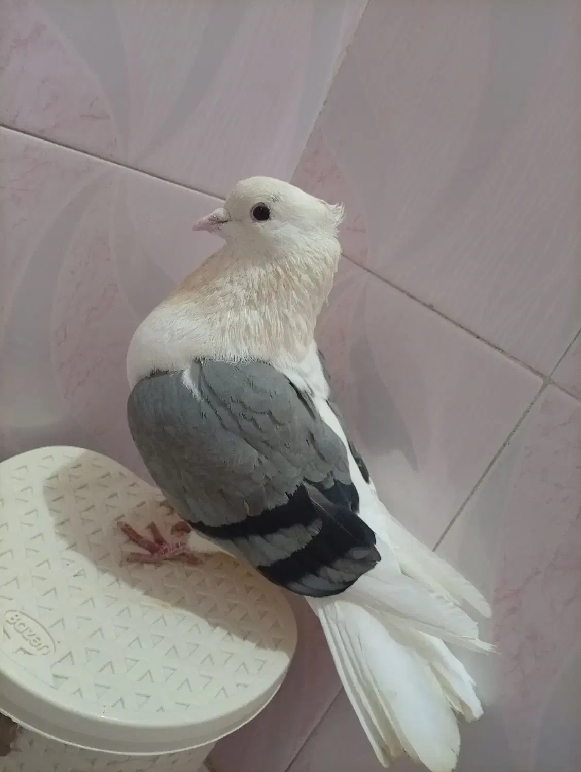 کفتر نر گردار|پرنده|بروجرد, |دیوار