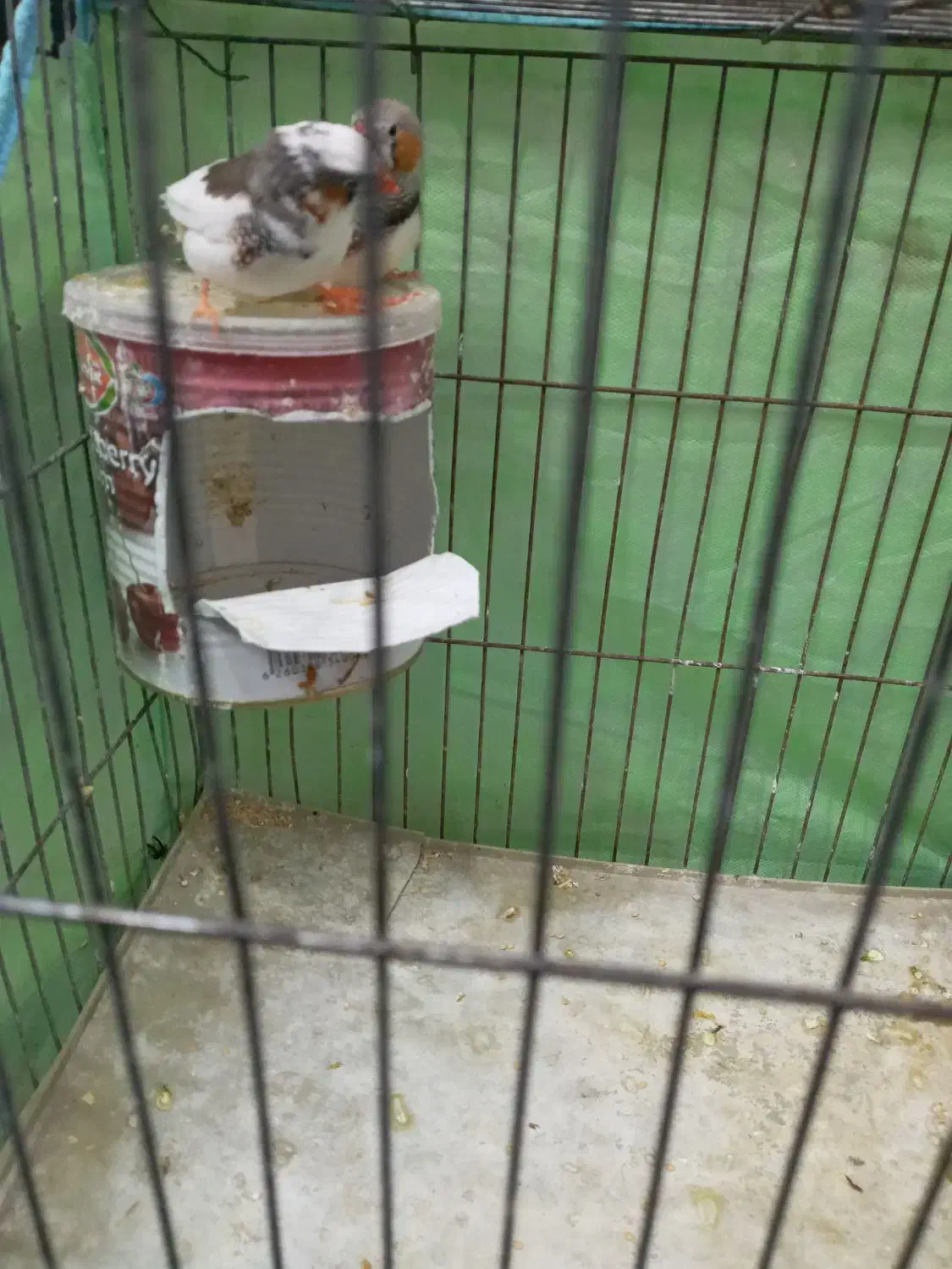 فنچ|پرنده|زاهدان, |دیوار