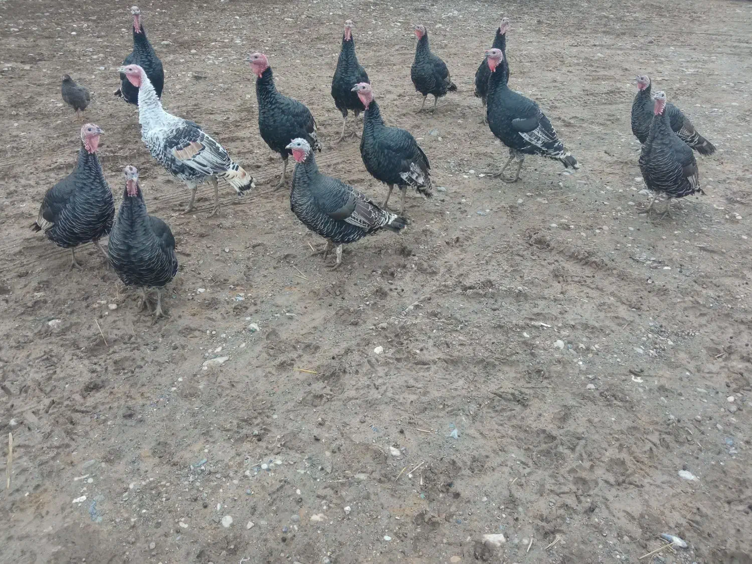 برای شب چله|حیوانات مزرعه|پلدشت, |دیوار