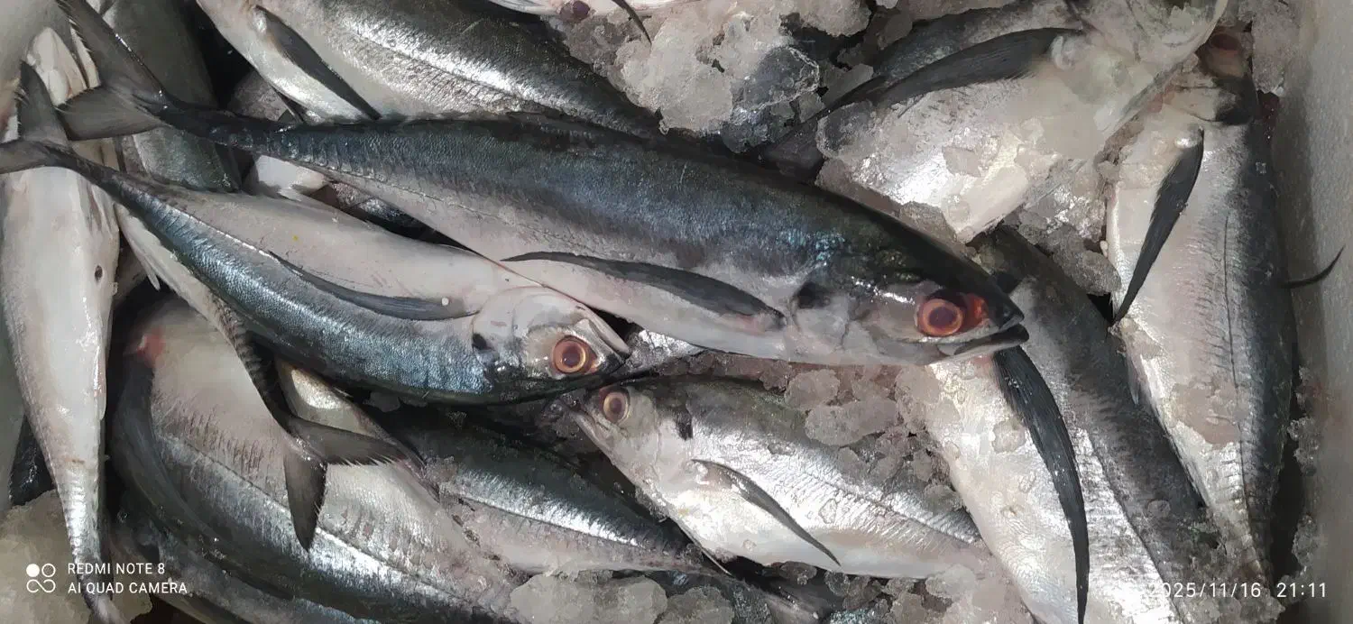 ماهی قباد|خوردنی و آشامیدنی|قم, شهرک مهدیه|دیوار