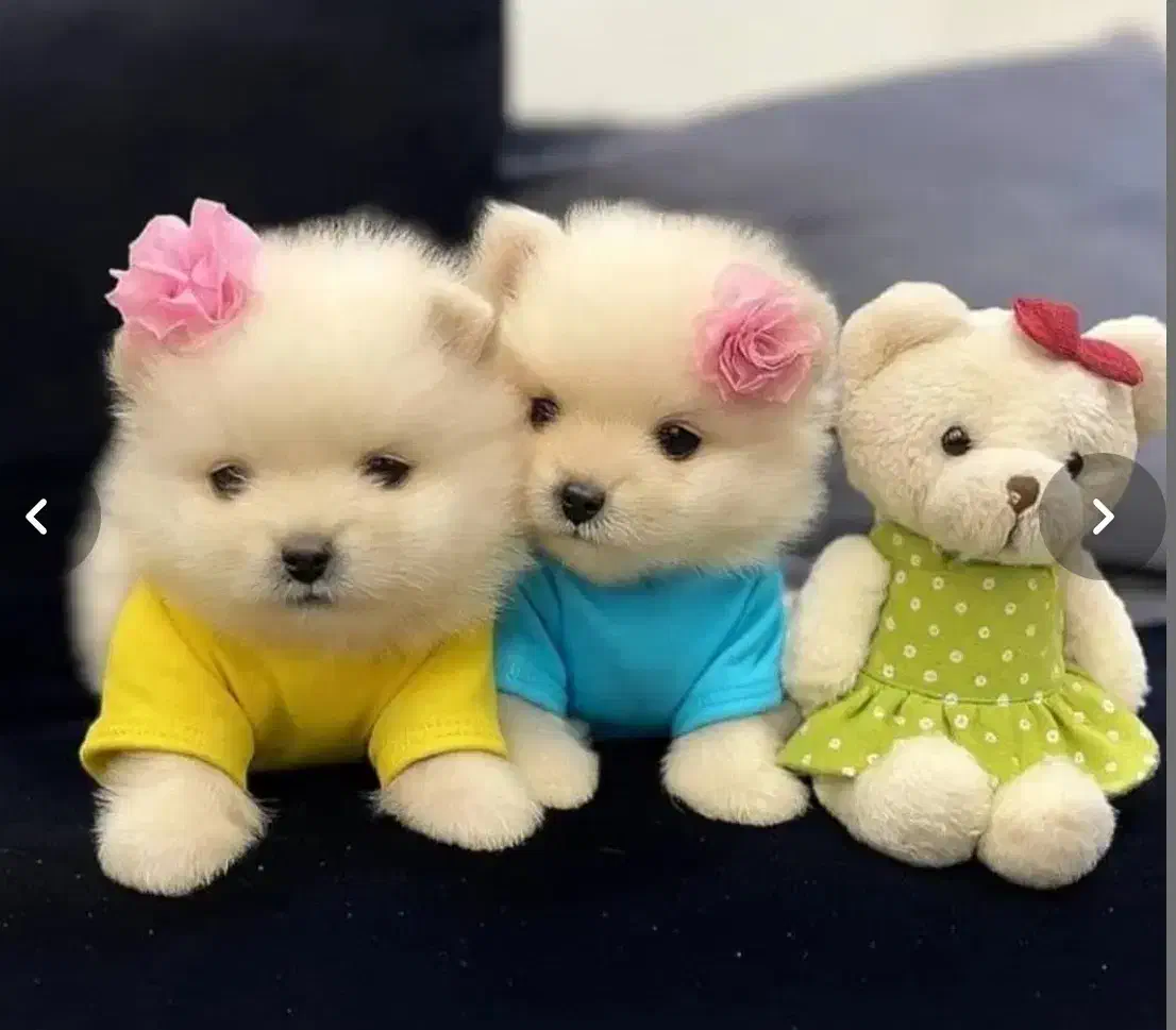 انوا.ع توله سگ سایز تیکاپ|سگ|شیراز, پانصد دستگاه ارتش|دیوار