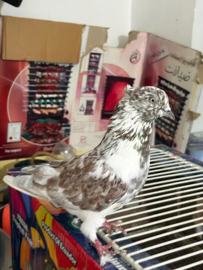 کفتر گرگی کاکلی|پرنده|اردبیل, |دیوار