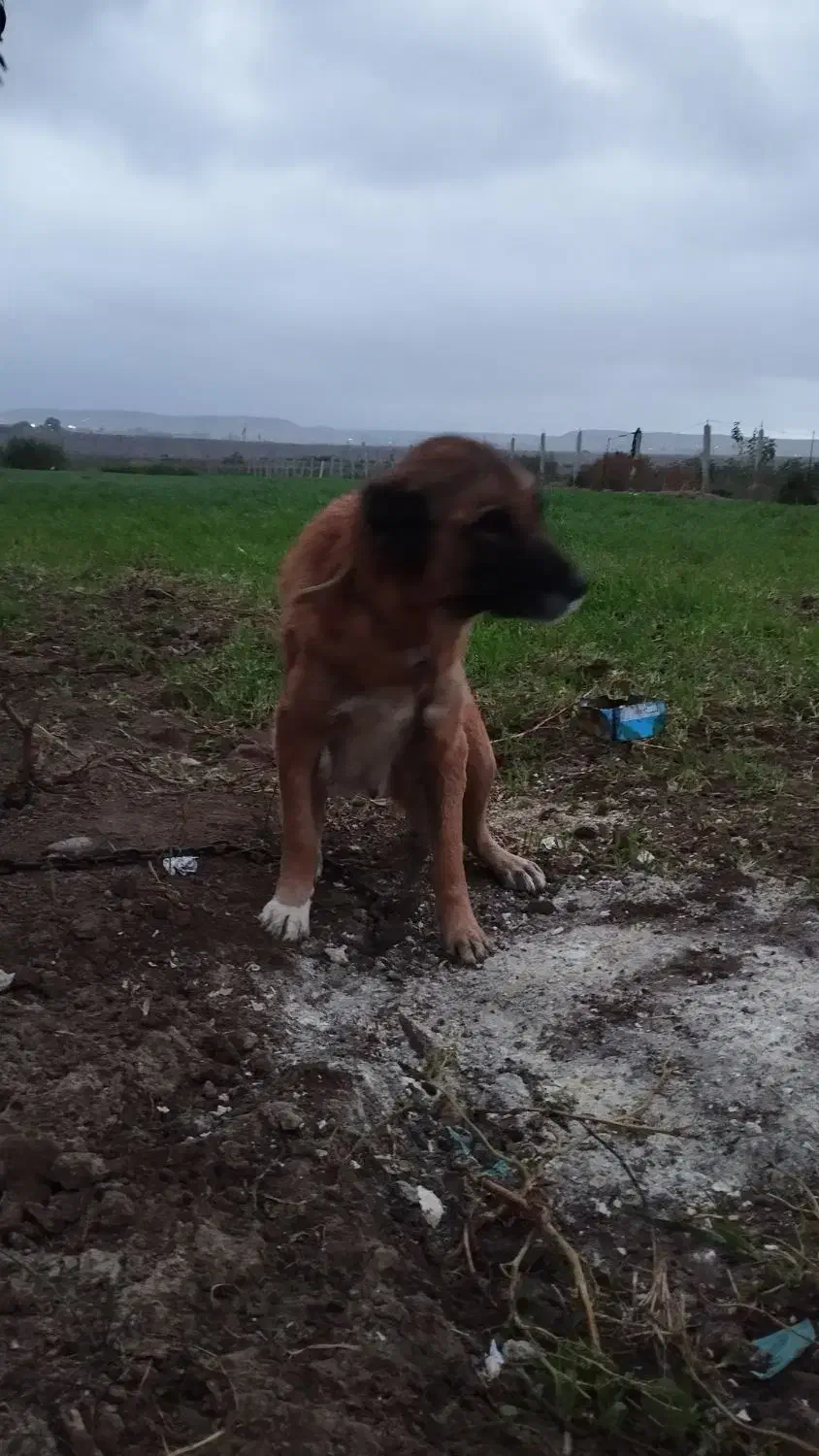 مادهطلا|سگ|اصلاندوز, |دیوار