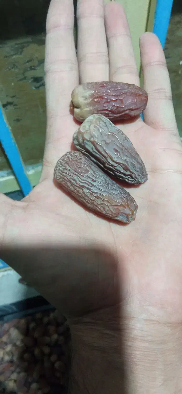 خرما مجول وپیارم|خوردنی و آشامیدنی|فسا, |دیوار