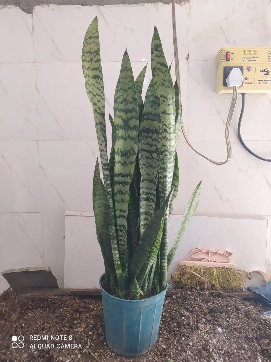 گل و گیاه سانسوریا ابلق|گل و گیاه طبیعی|اهواز, سیصد دستگاه|دیوار