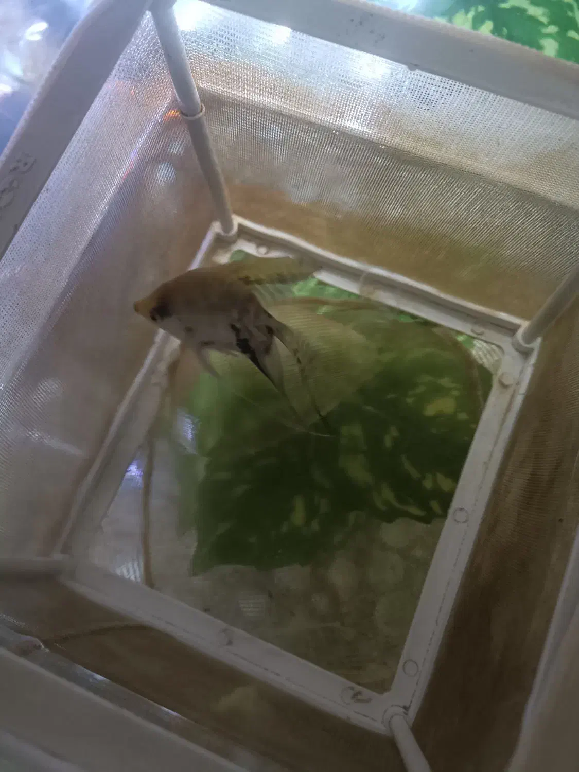 ماهی آنجل یک عدد فوری فوری|ماهی|پردیس, فاز ۴|دیوار