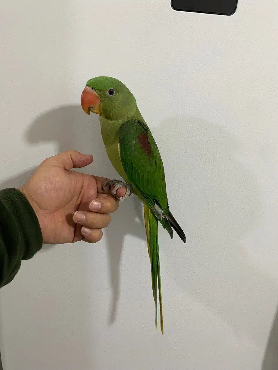 شاه طوطی اسکندر سه ماهه فول رام|پرنده|بوکان, |دیوار