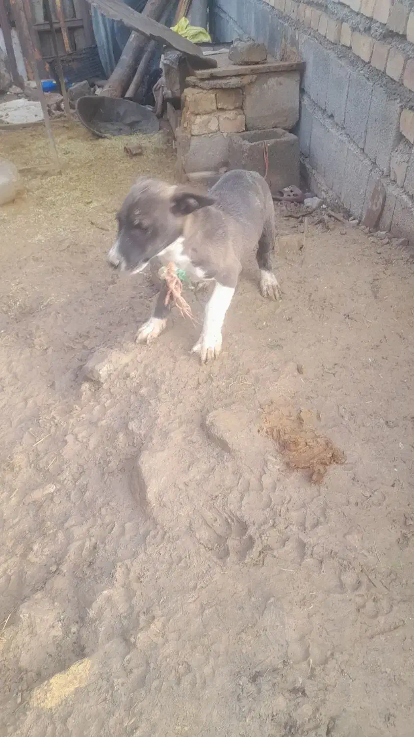 دو عدد پاکوتاه نرو ماده واگذاری|سگ|بیستون, |دیوار