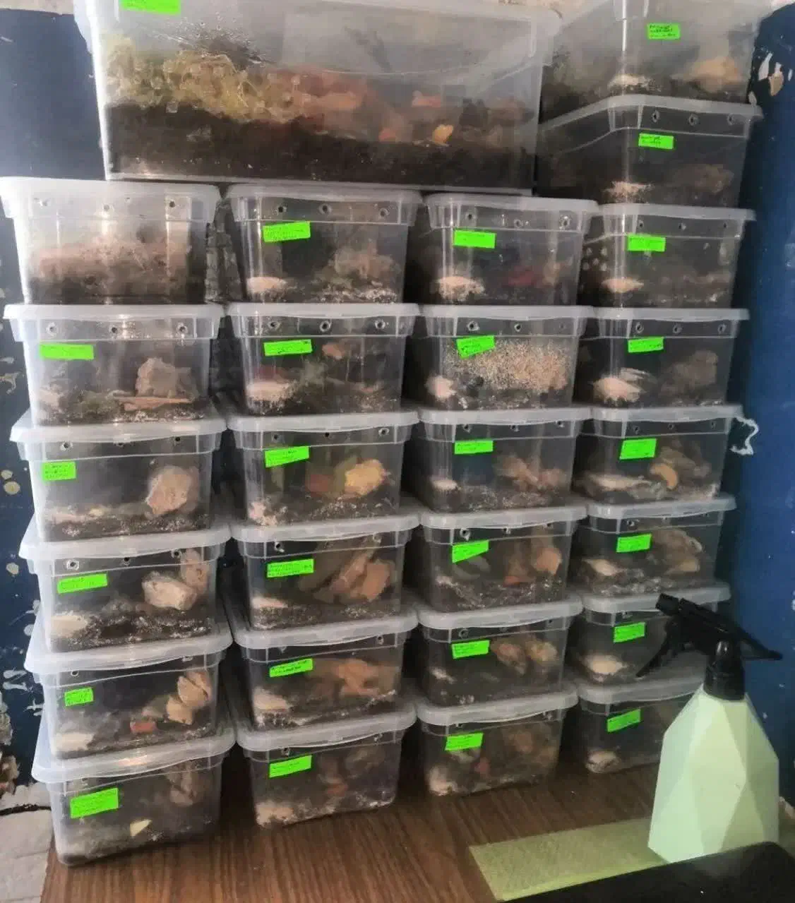 درآمد کار در منزل حلزون کاردرمنزل شغل خانگی|استخدام بازاریابی و فروش|کرمان, |دیوار