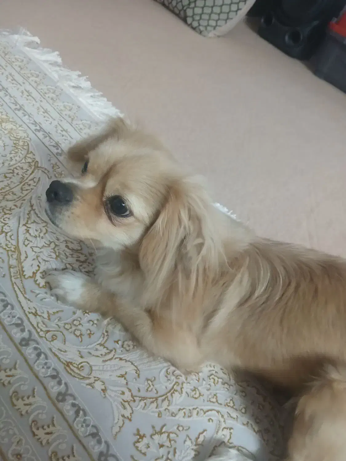 سگ پامر عروسکی|سگ|محلات, |دیوار