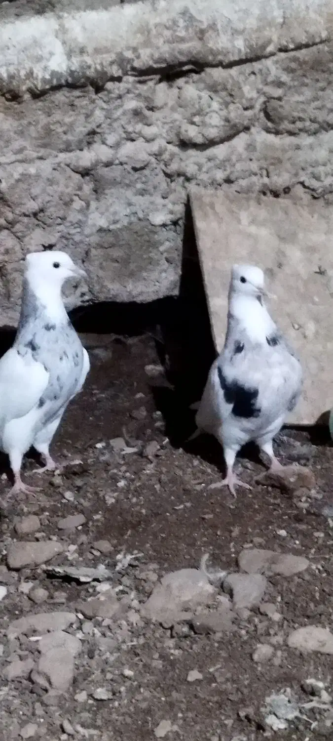 طوقی|پرنده|کاکاوند, |دیوار