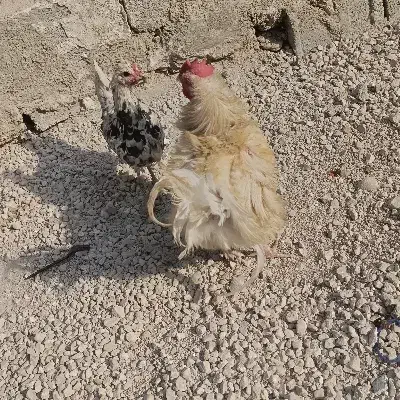 مرغ وخروس وقوقاز|حیوانات مزرعه|چغادک, |دیوار