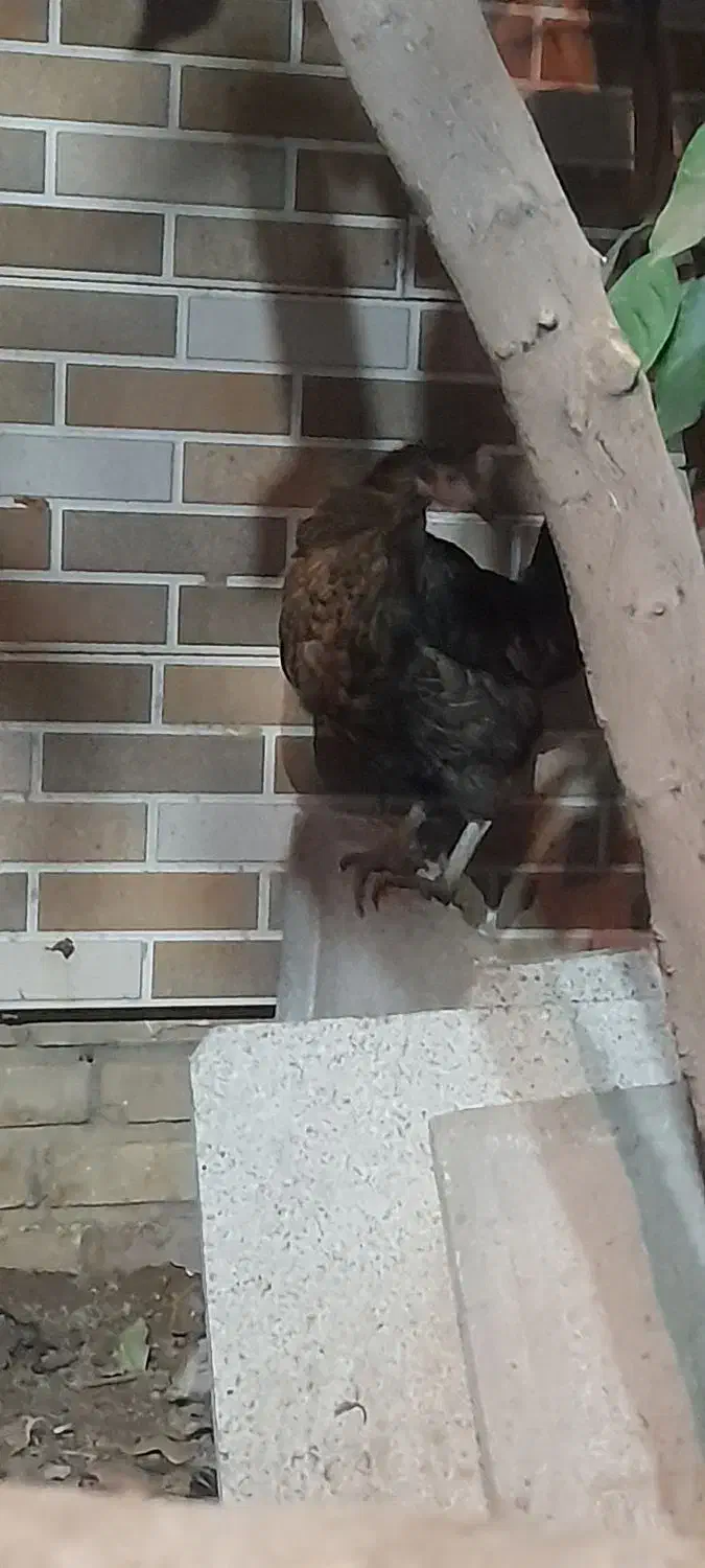 مرغ|حیوانات مزرعه|یزد, |دیوار