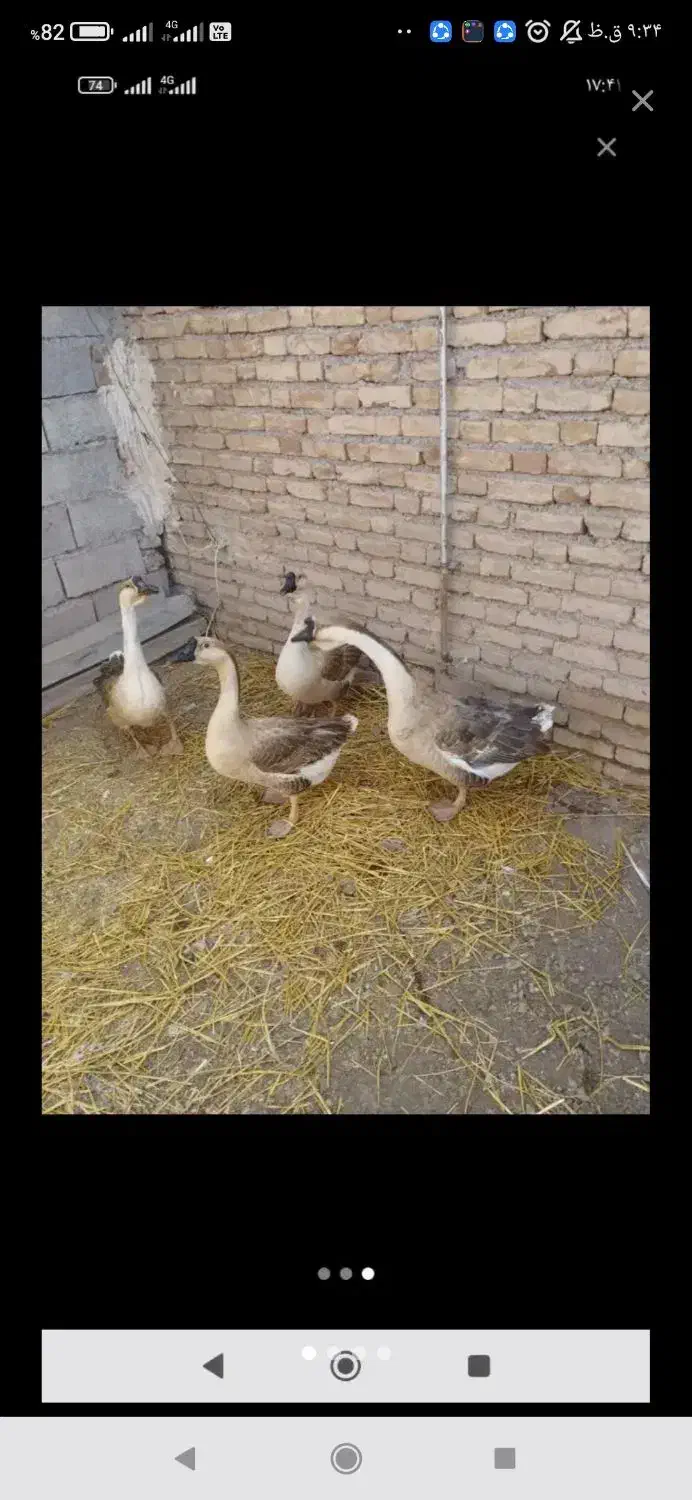 قوغاز آفریقایی|حیوانات مزرعه|اردبیل, |دیوار