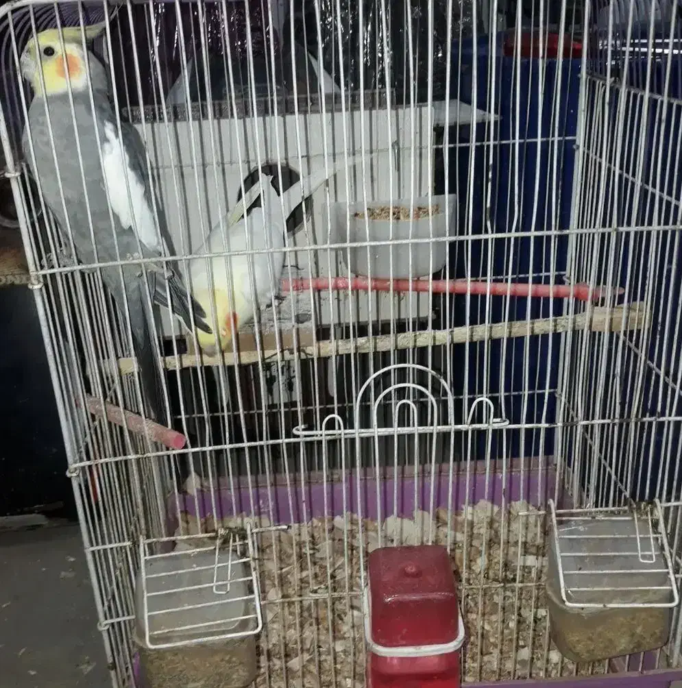 ۲ تا عروس بالغ|پرنده|اردبیل, |دیوار