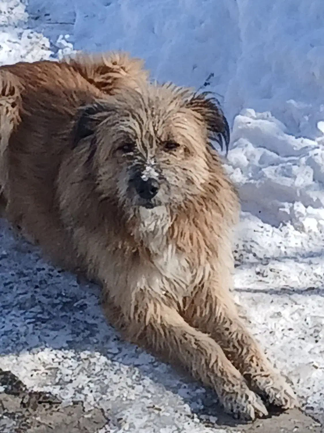 سگ‌حرف‌گوش‌کن|سگ|هشترود, |دیوار