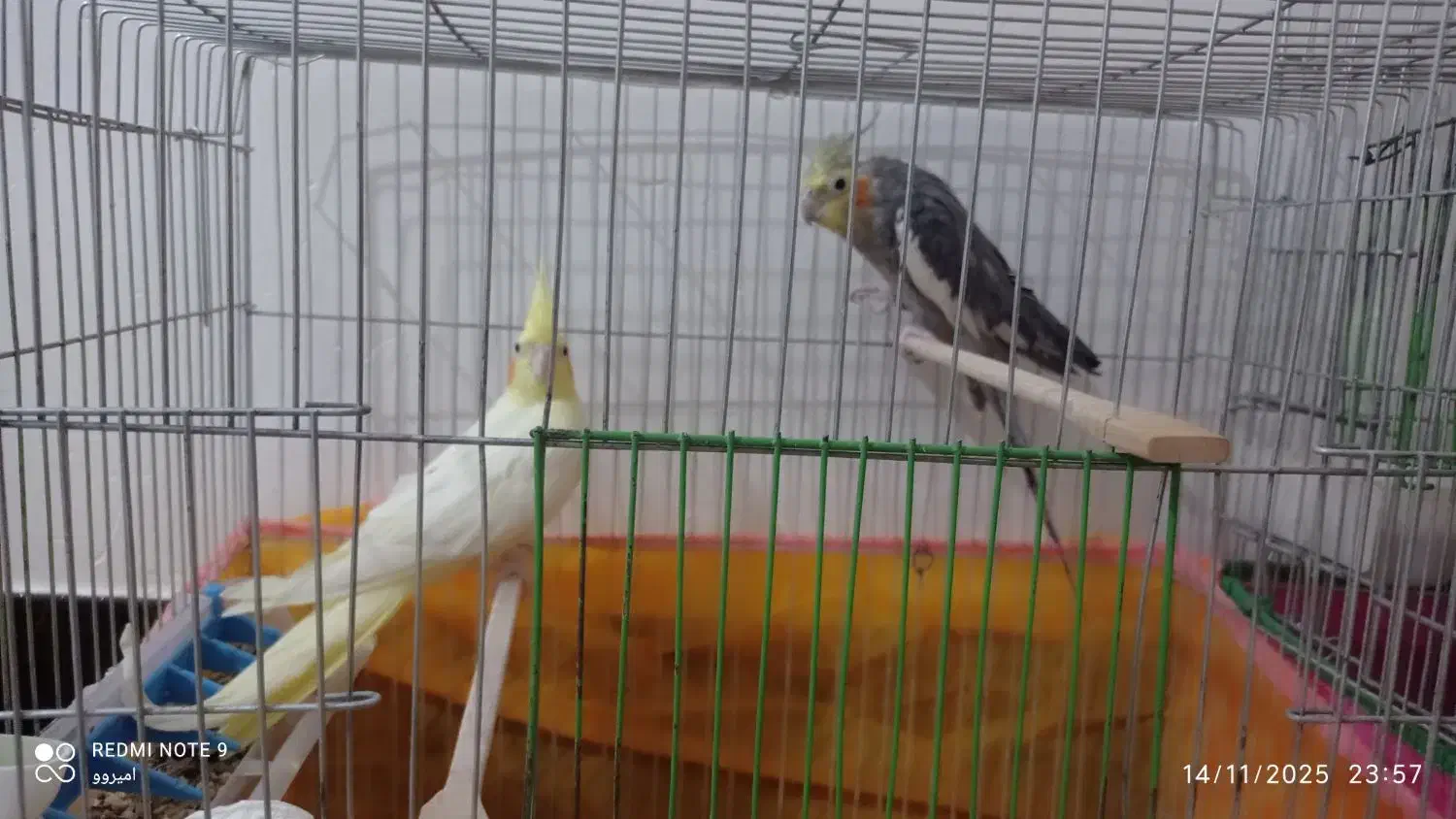 عروس هلندی  ماشین دره شهر|پرنده|دره شهر, |دیوار