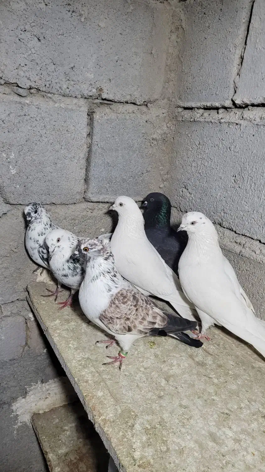 فروش ۸ عدد کار درست|حراج|شاهرود, |دیوار