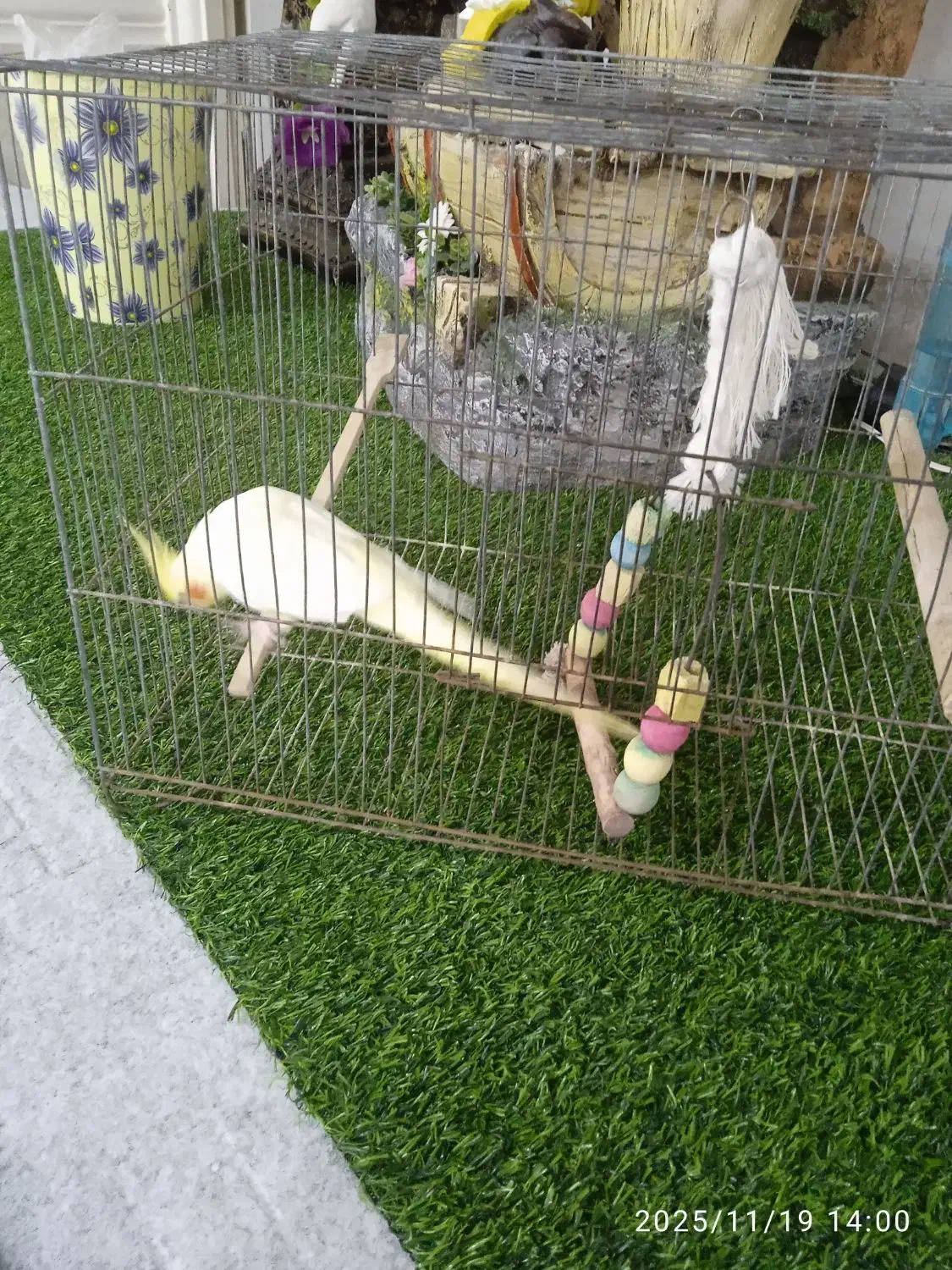 عروس هلندی|پرنده|رامهرمز, |دیوار