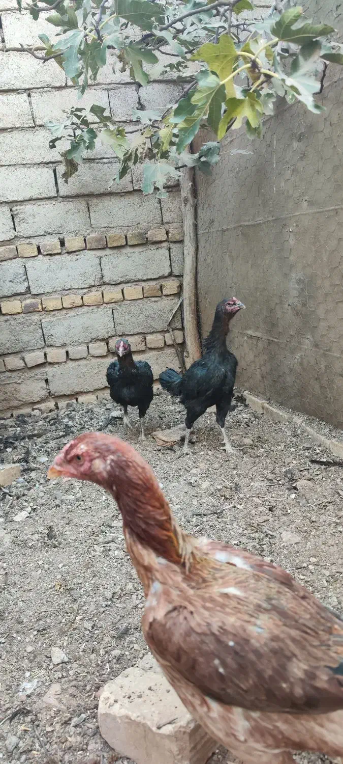 مرغ و خروس و جوجه لاری|حیوانات مزرعه|ضیاء آباد, |دیوار