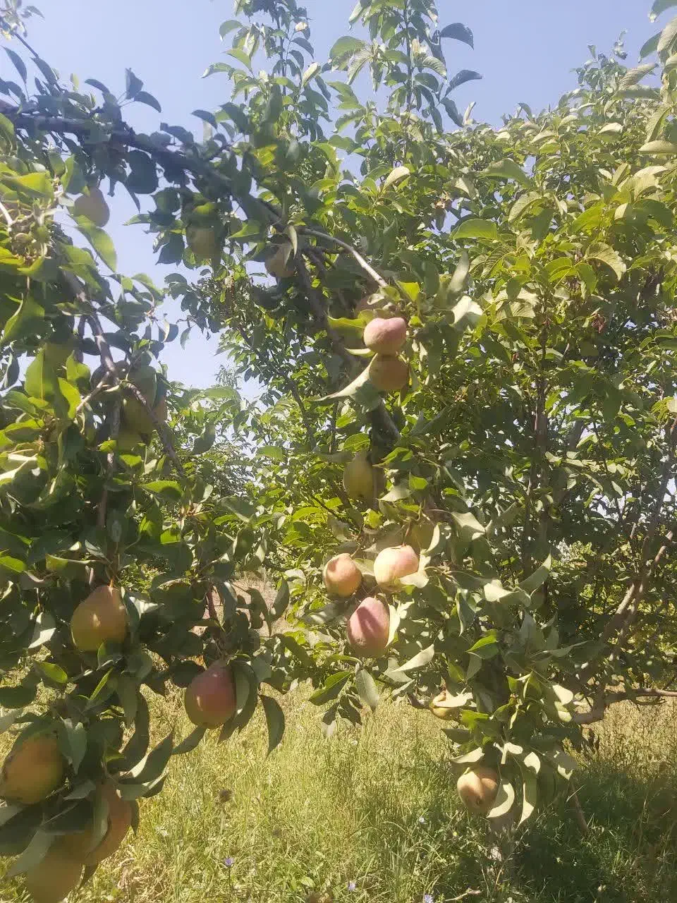 فروش باغ کنار جاده ترانزیت زنجان تبریز اسفجین|فروش دفتر صنعتی، کشاورزی، تجاری|زنجان, |دیوار