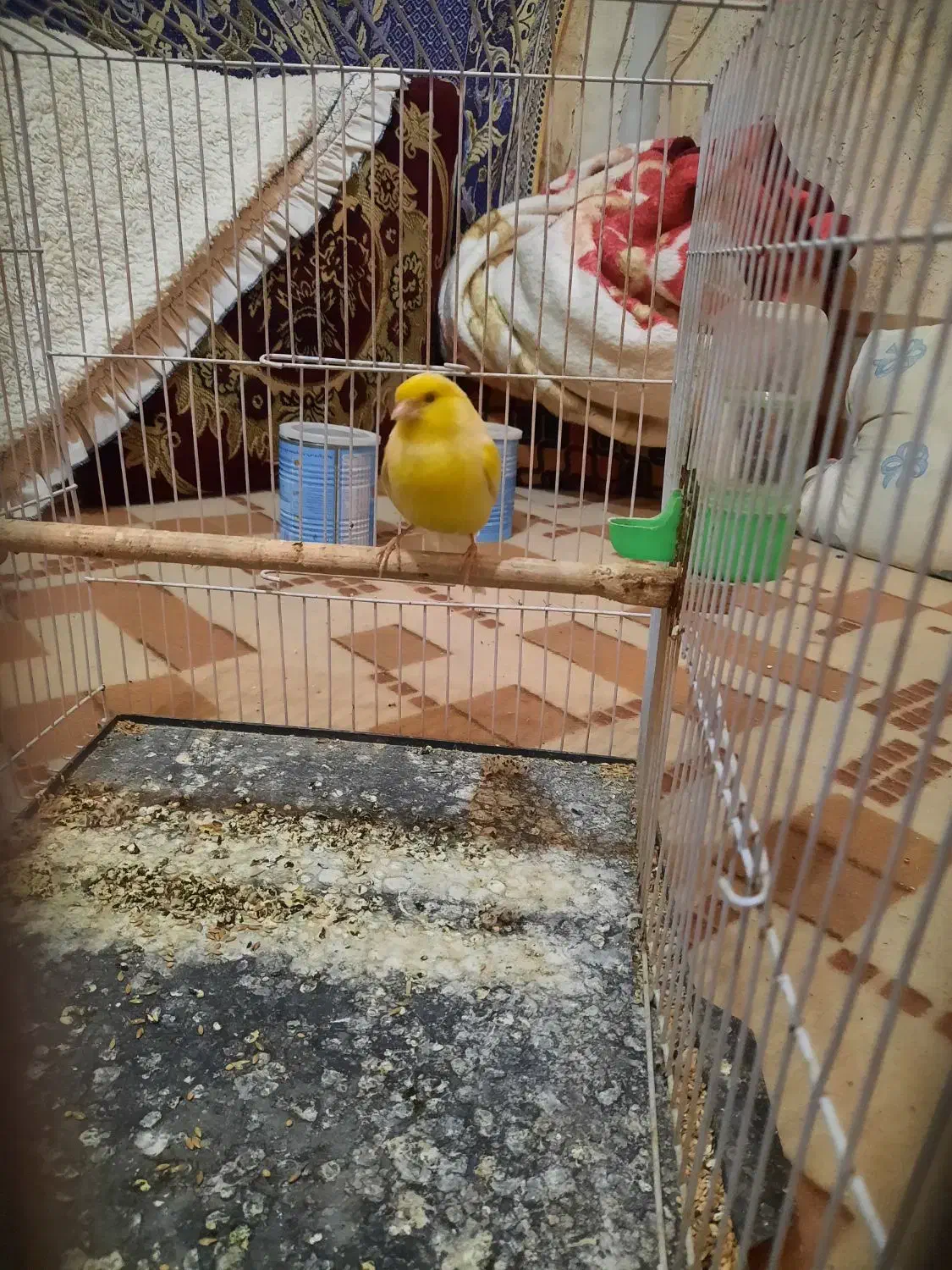 قناری نر مست خون|پرنده|مشهد, رده|دیوار